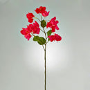 Bouganvillea Fuxia