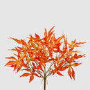 Rami di Acero Giapponese