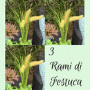 3 Rami di Festuca con Fiori Giallo Oro