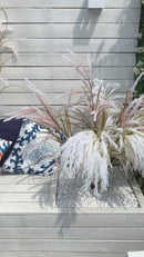 Festuca Glauca 130 cm