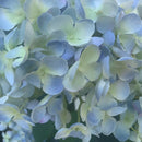 Rami di Ortensia Indaco