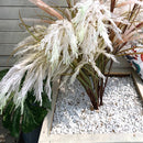 Piume Champagne 120 cm