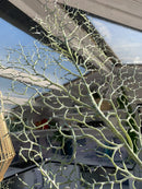 Ramo Corallo Verde 94cm