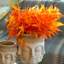 Rami di Acero Giapponese