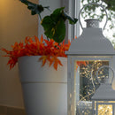 Rami di Acero Giapponese