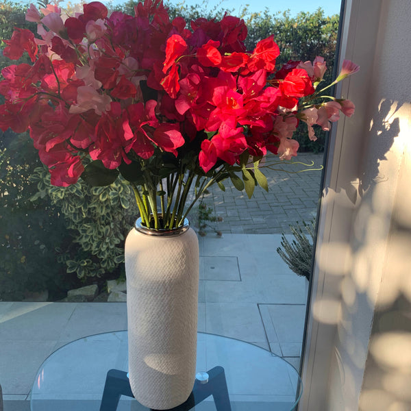 Bouganvillea Fuxia
