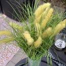 3 Rami di Festuca con Fiori Giallo Oro