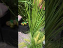 3 Rami di Festuca con Fiori Giallo Oro