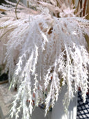 Piume Rosa Quarzo120 cm