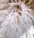 Piume Rosa Quarzo120 cm