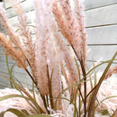 Festuca Glauca 130 cm