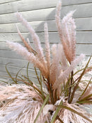 Festuca Glauca 130 cm