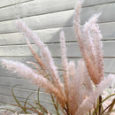 Festuca Glauca 130 cm